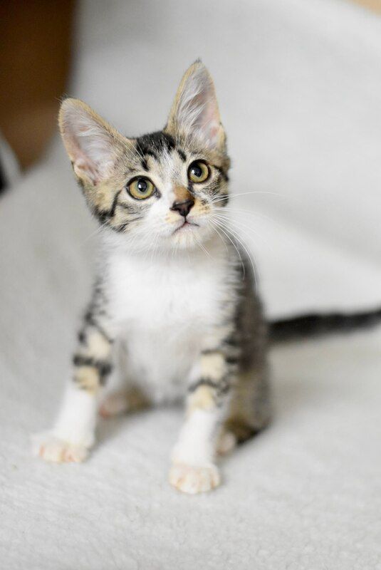 A small kitten is sitting on a bed and looking at the camera.