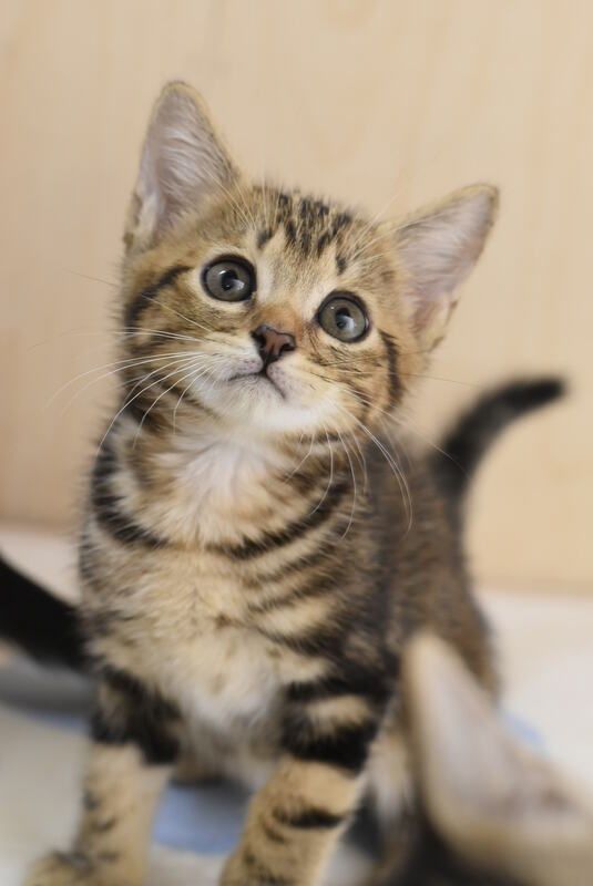 A close up of a kitten looking up at the camera.