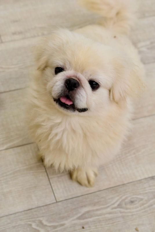 A small white dog is sitting on a wooden floor and looking up at the camera.