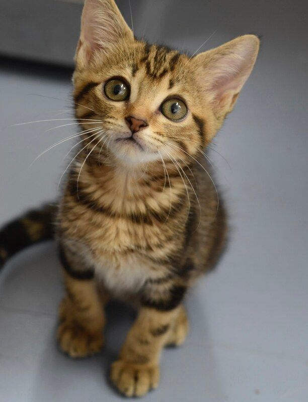 A kitten is sitting on the floor and looking up at the camera.