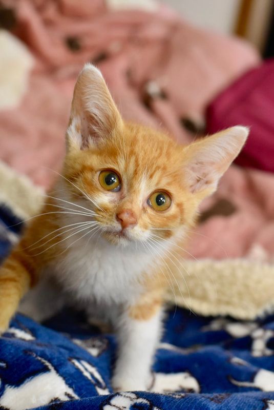 A small orange and white kitten is sitting on a blue blanket.