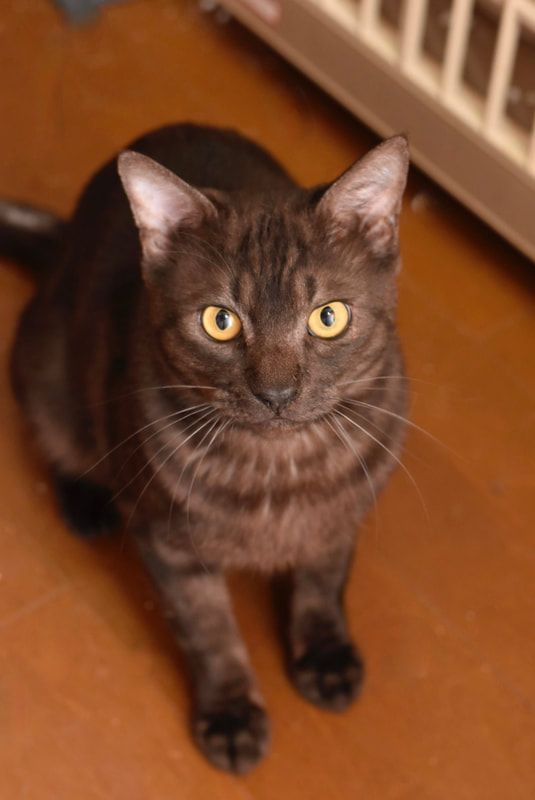 A brown cat with yellow eyes is looking up at the camera.