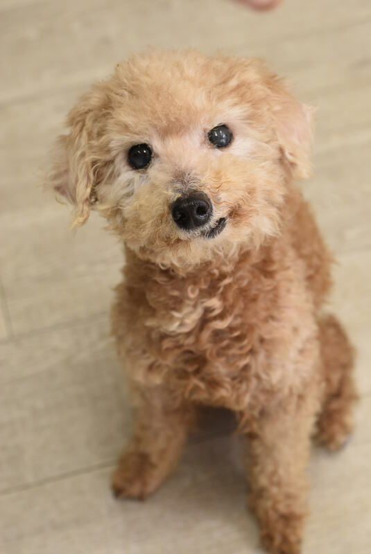 A small brown poodle is sitting on a wooden floor and looking up at the camera.