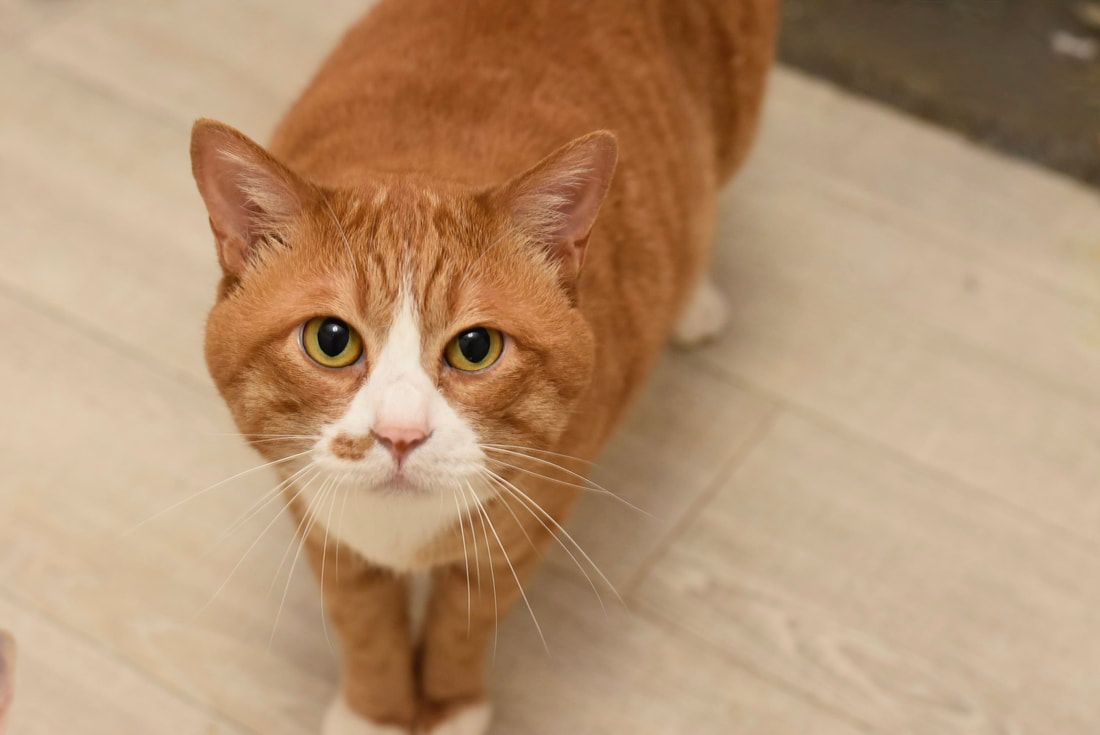 An orange and white cat is standing on a wooden floor and looking at the camera.