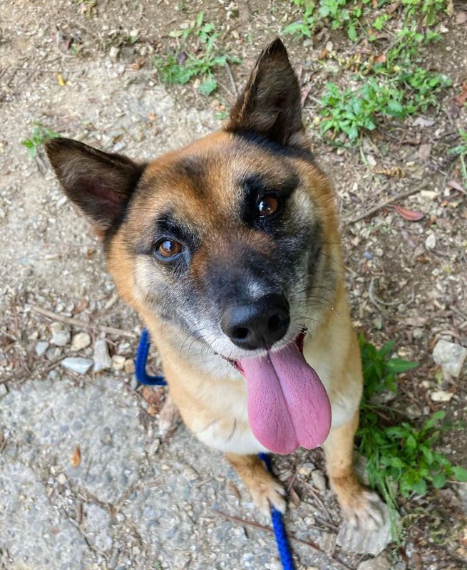 A brown dog with a pink tongue is looking up at the camera.