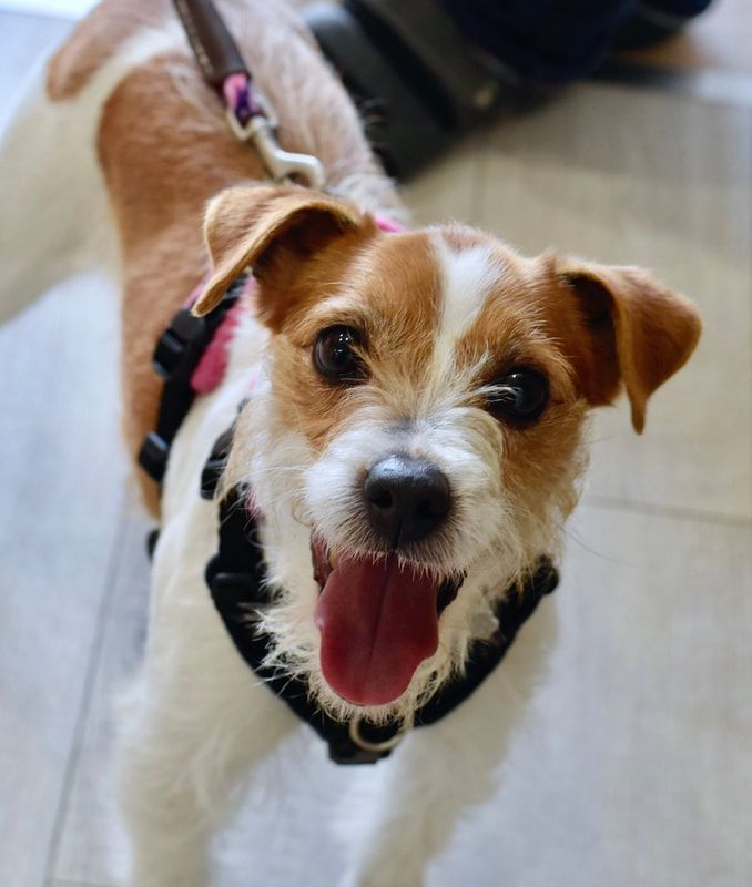 A brown and white dog on a leash with its tongue hanging out