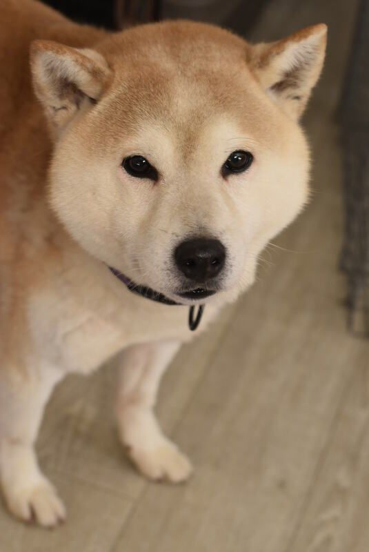 A shiba inu dog is standing on a wooden floor and looking at the camera.
