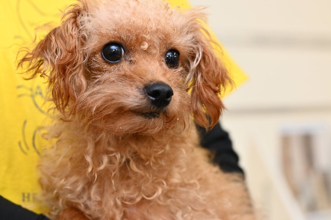 A small brown poodle is sitting on a person 's lap and looking at the camera.
