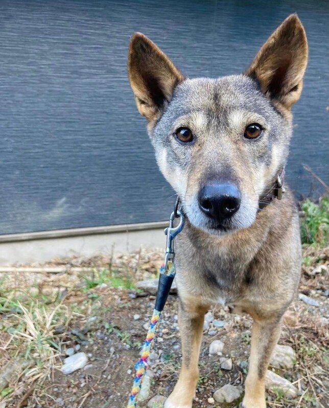 A dog is standing on a leash in front of a building and looking at the camera.
