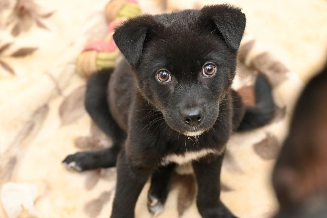 A black puppy is laying on a couch and looking at the camera.