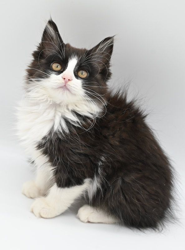 A black and white kitten is sitting on a white surface and looking at the camera.