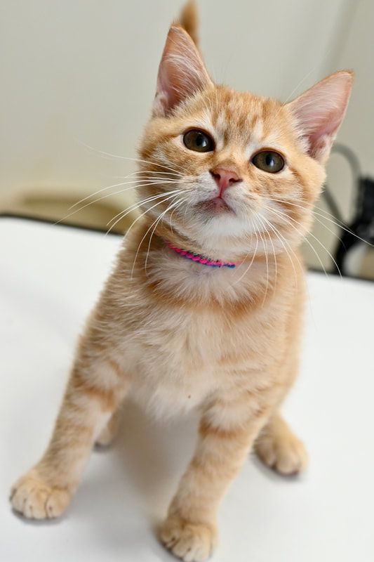 A small orange kitten wearing a pink collar is standing on a white table.