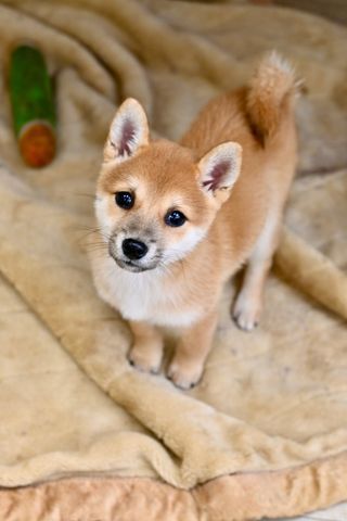 A shiba inu puppy is standing on a blanket and looking at the camera.
