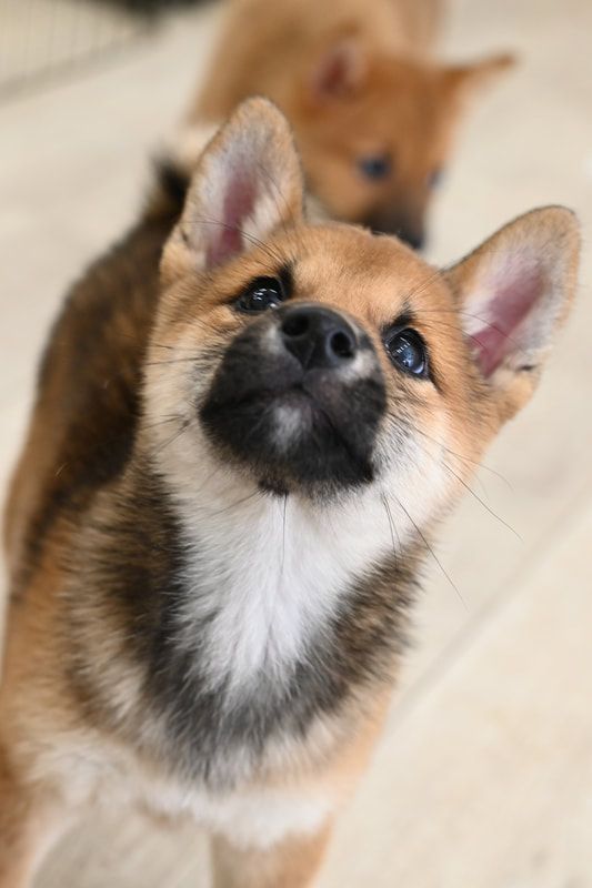 A close up of a shiba inu puppy looking up at the camera.