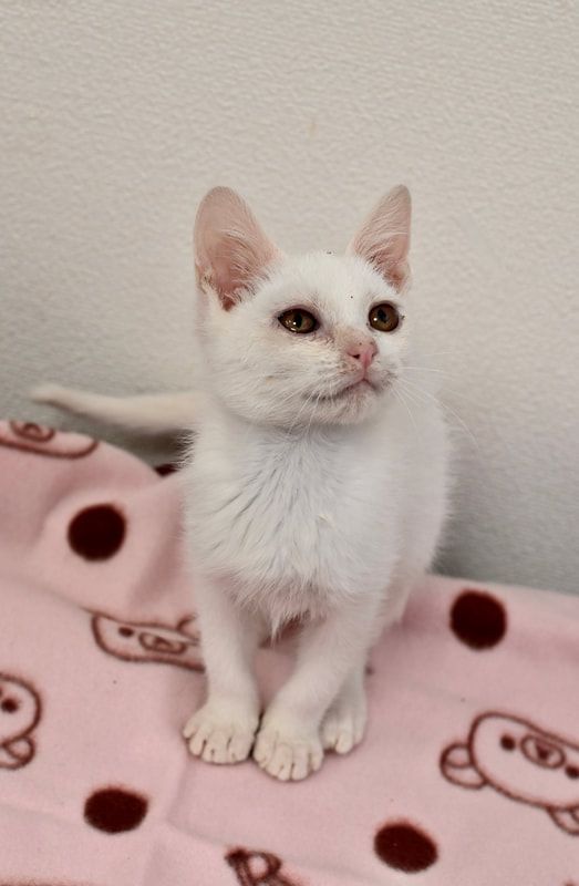 A white cat is sitting on a pink blanket