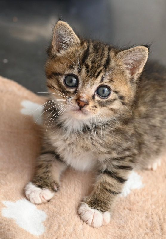 A small kitten is laying on a blanket and looking at the camera.