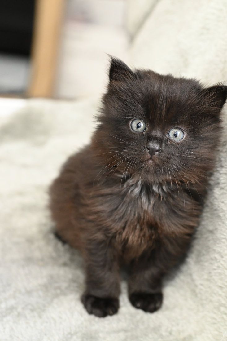 A black kitten is sitting on a couch and looking at the camera.