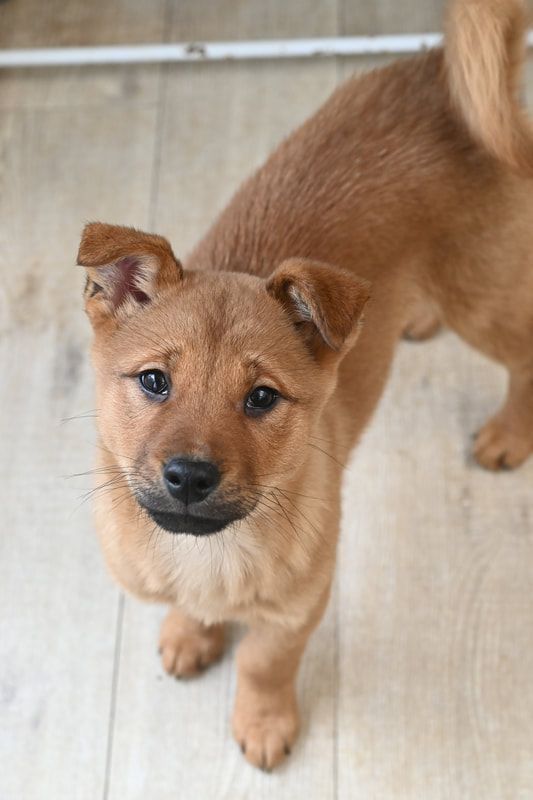 A brown puppy is standing on a wooden floor and looking at the camera.
