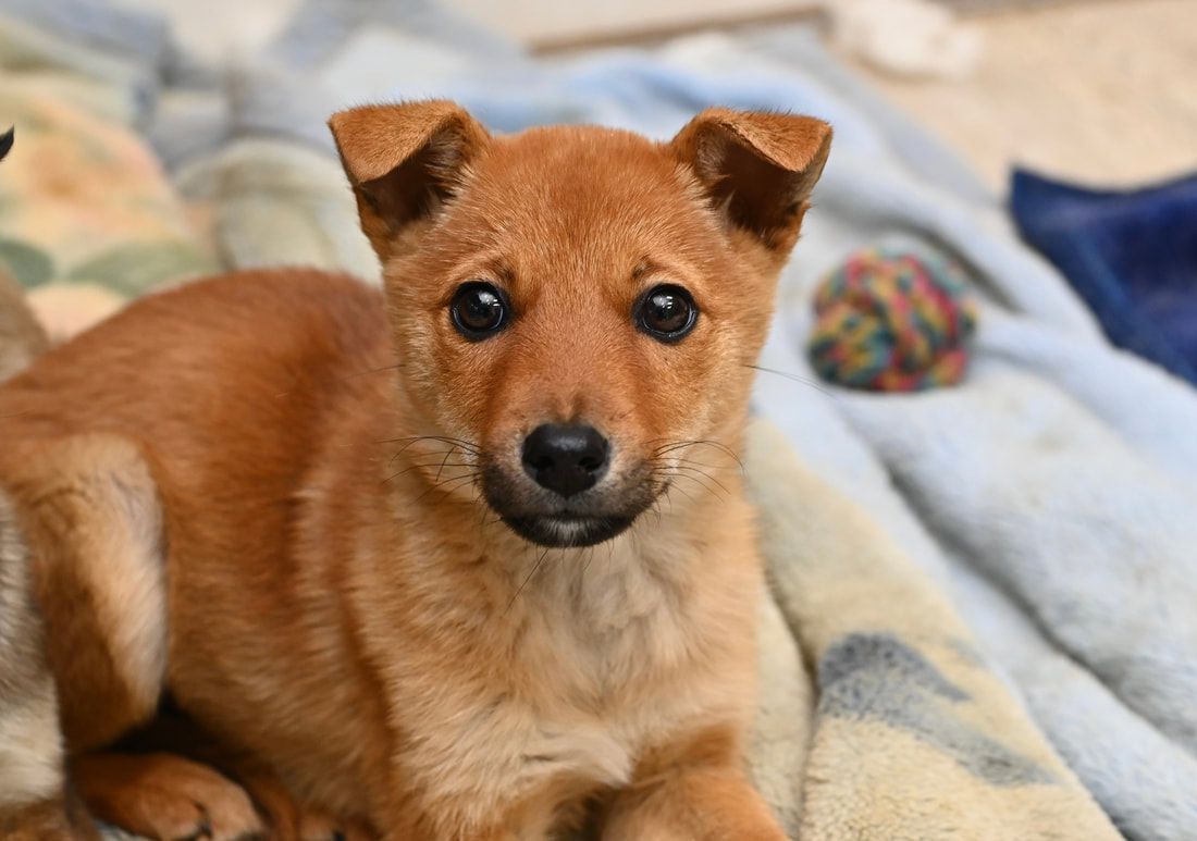 A brown puppy is laying on a blanket and looking at the camera.