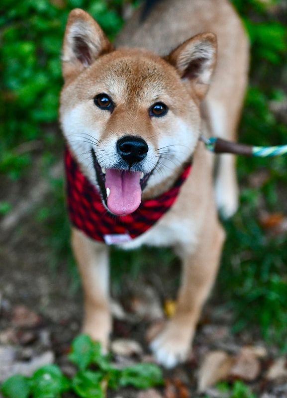 A shiba inu dog wearing a red and black plaid bandana is standing in the grass.