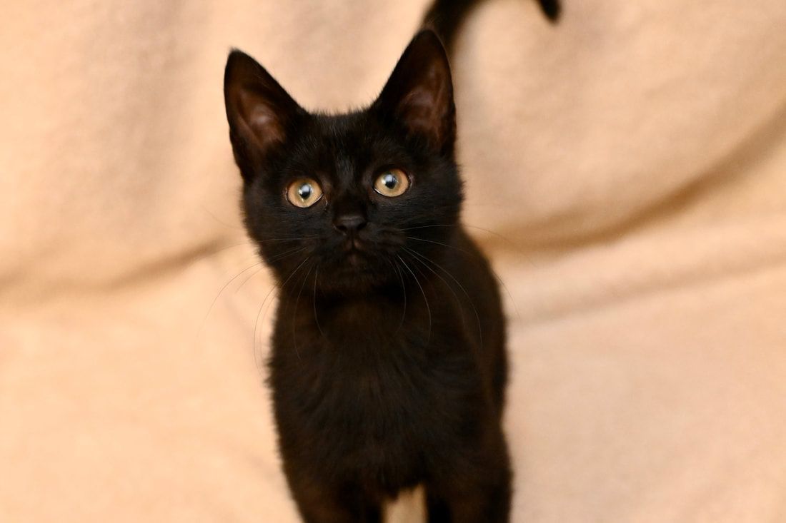 A black kitten is standing on a couch and looking up at the camera.