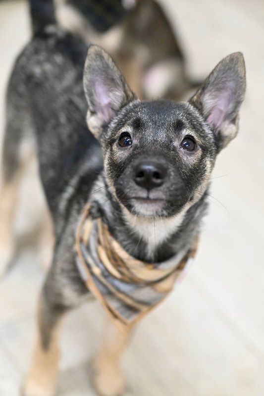 A small black and white dog wearing a harness is looking up at the camera.