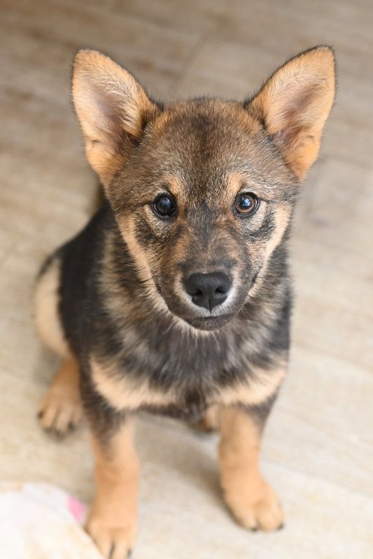 A brown and black puppy is sitting on the floor and looking at the camera.