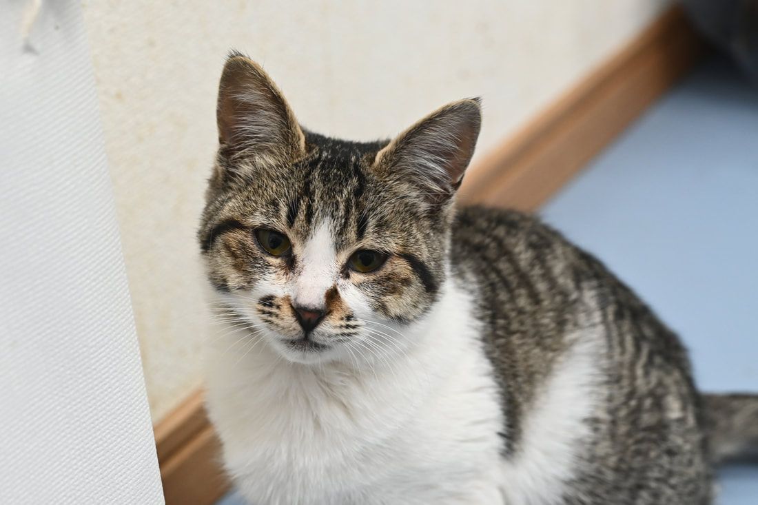 A cat is sitting next to a wall and looking at the camera.