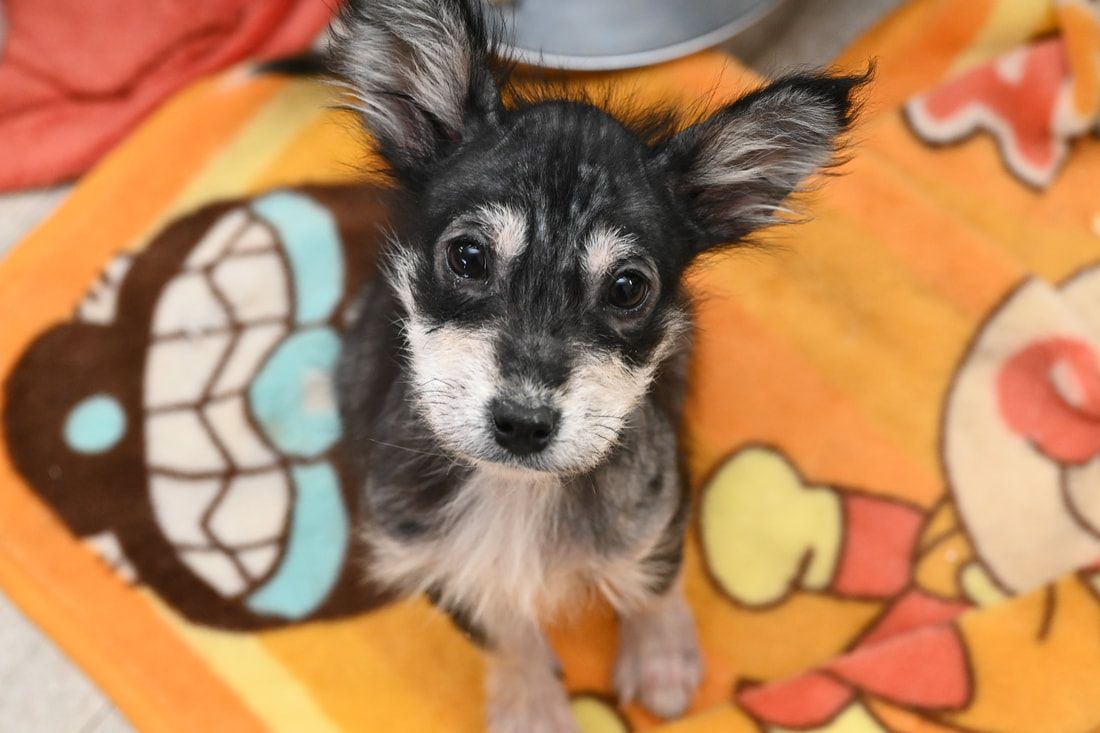 A small black and white dog is sitting on an orange blanket.