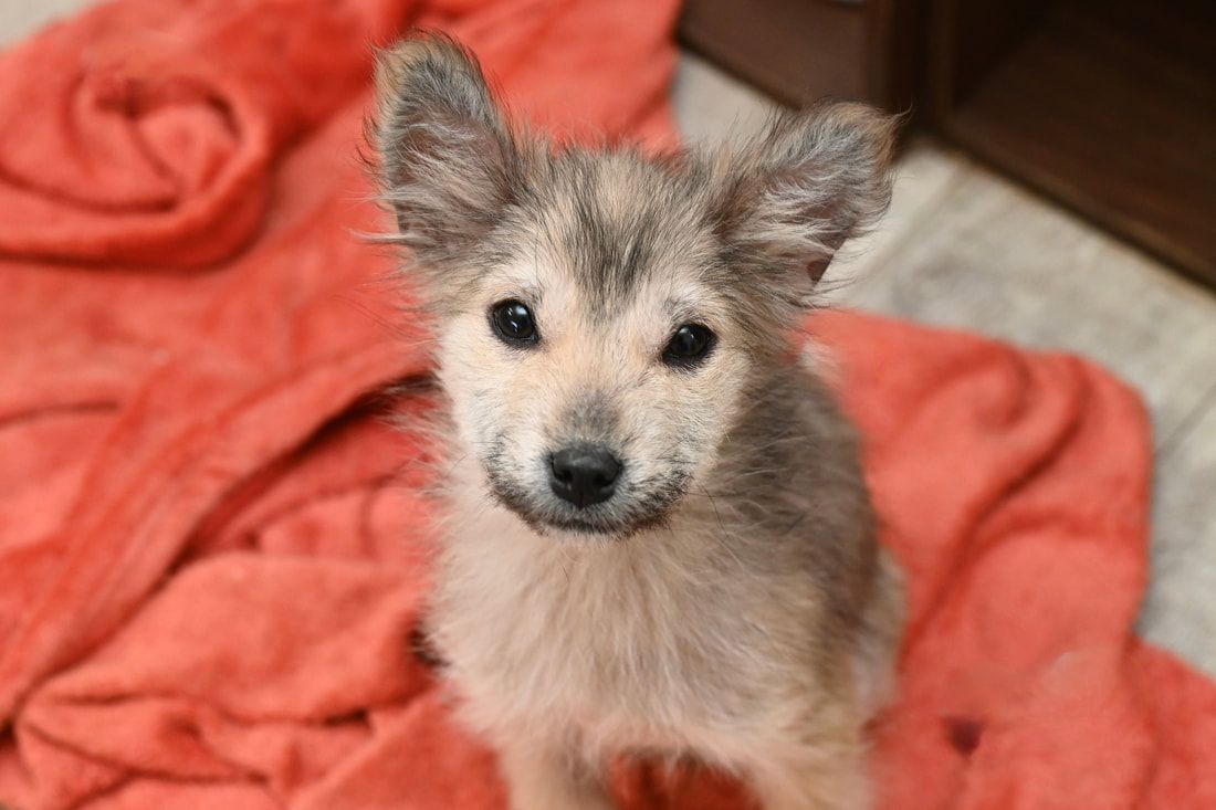 A small puppy is sitting on a red blanket and looking at the camera.