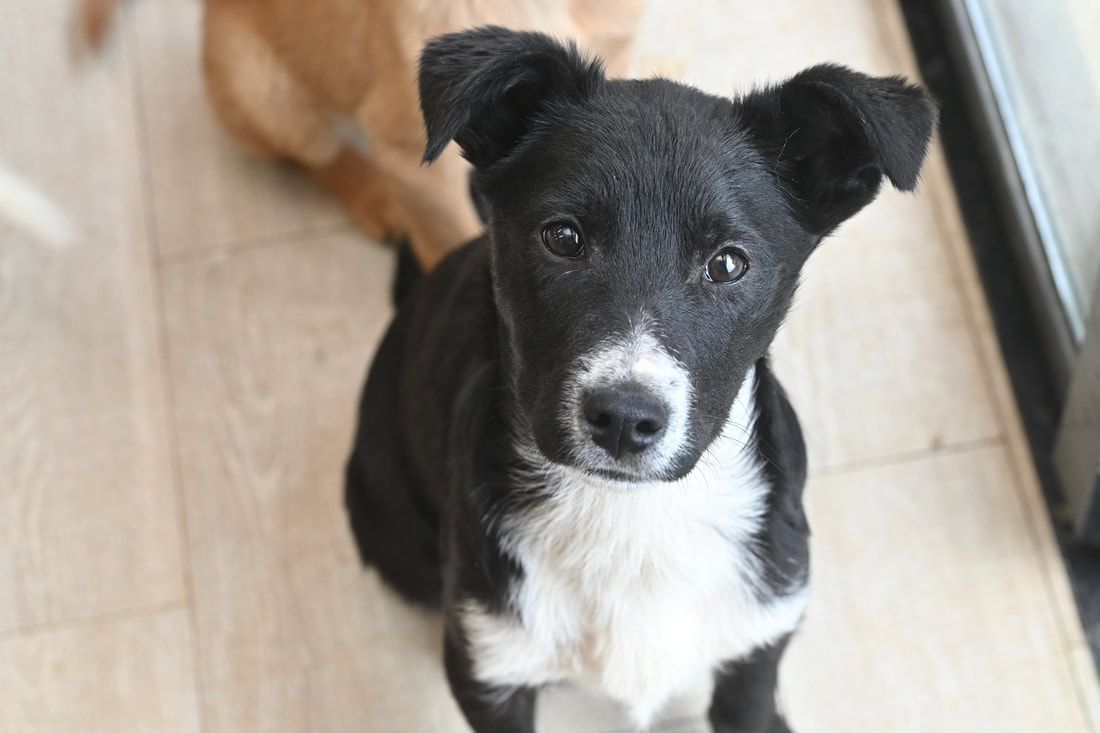 A black and white dog is looking up at the camera.