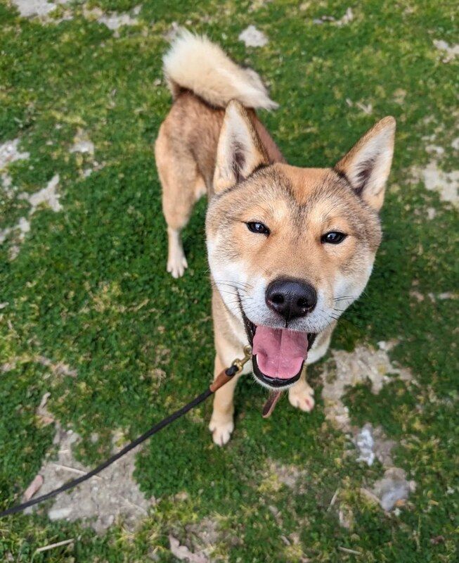 A brown shiba inu dog on a leash is looking up at the camera.