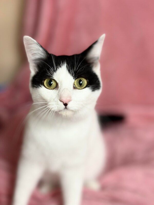 A black and white cat is sitting on a pink blanket and looking at the camera.
