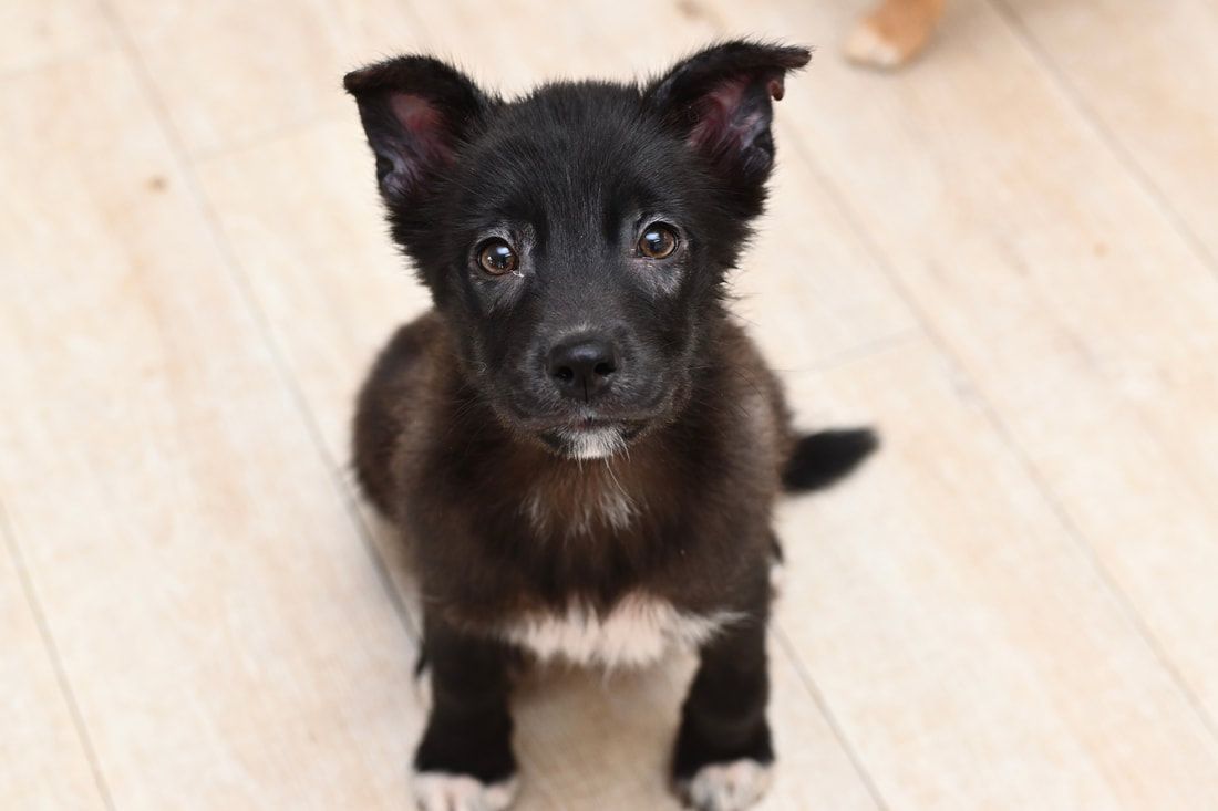 A black and white puppy is sitting on a wooden floor looking up at the camera.