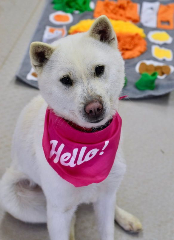 A white dog wearing a pink bandana that says hello
