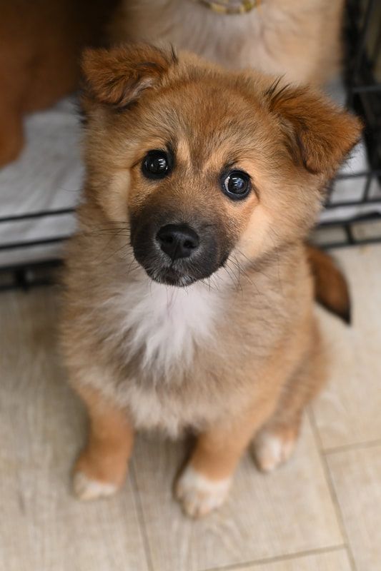 A brown and white puppy is sitting on the floor and looking up at the camera.