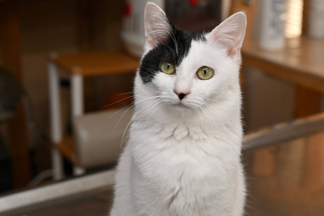 A black and white cat is sitting on a table and looking at the camera.