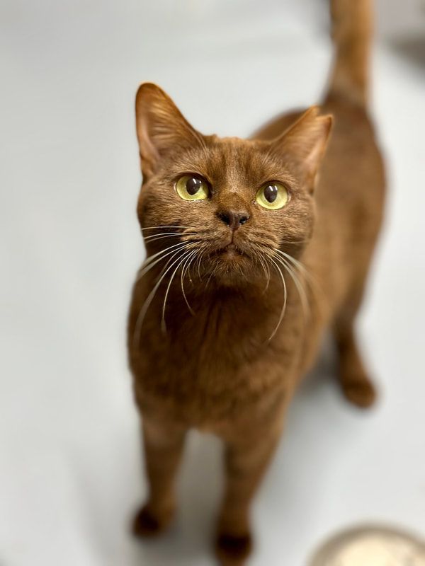 A brown cat with yellow eyes is looking up at the camera
