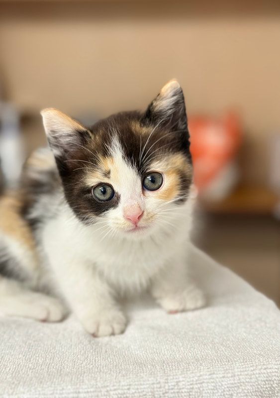 A calico kitten is sitting on a table and looking at the camera.
