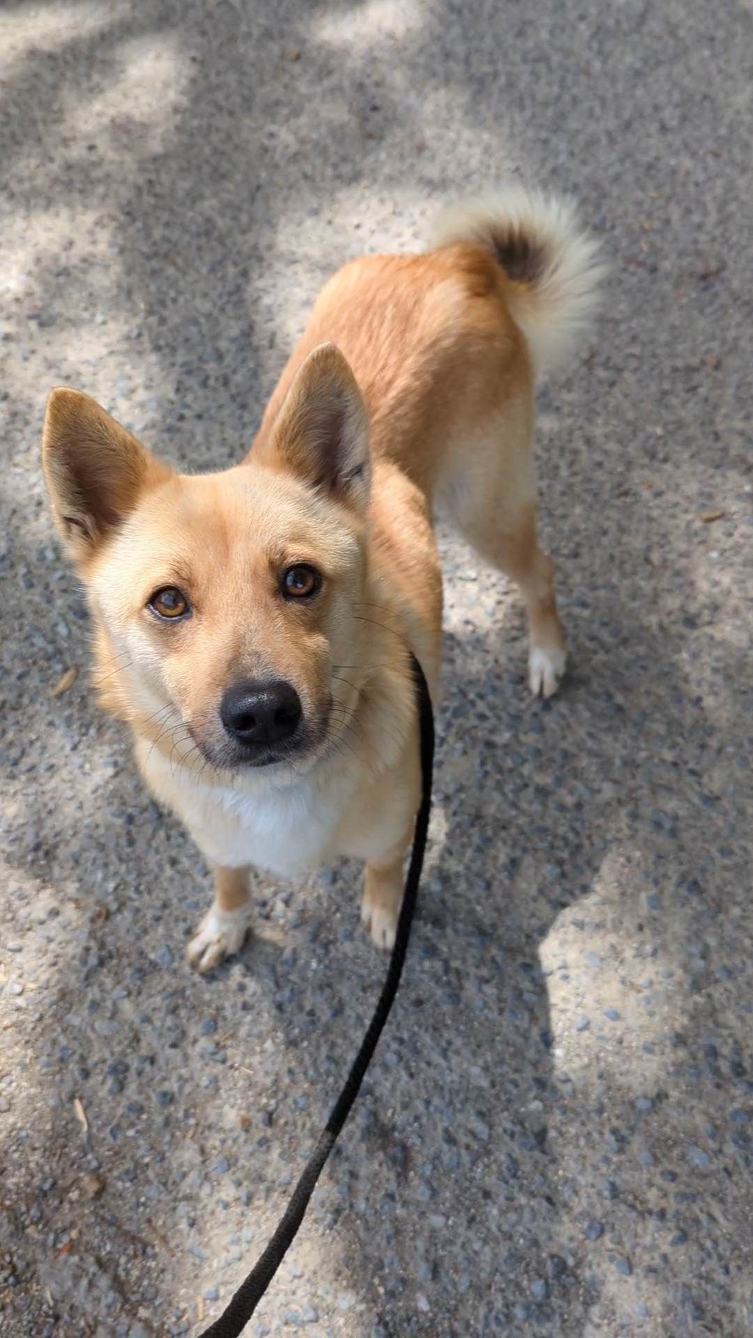 A small brown dog is standing on a leash on the ground.