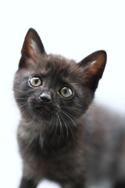 A black kitten is looking up at the camera on a white background.