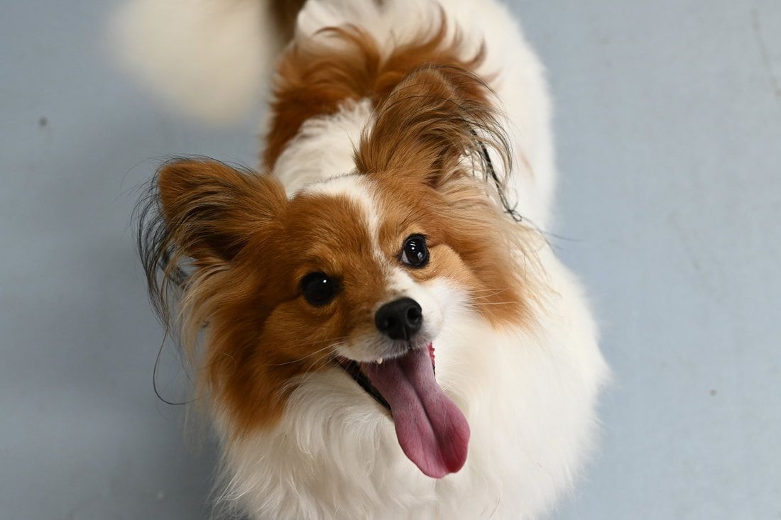 A brown and white dog with its tongue hanging out is looking up at the camera.