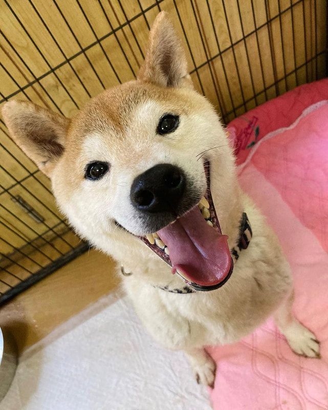 A dog with its tongue out is sitting on a pink blanket in a cage.
