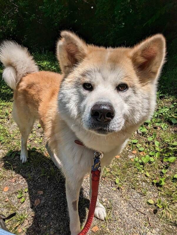 A brown and white dog with a red leash is standing in the grass.