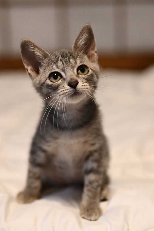 A kitten is sitting on a bed and looking up at the camera.