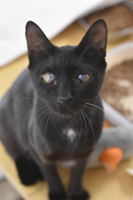 A black cat with blue eyes is sitting on a table and looking at the camera.
