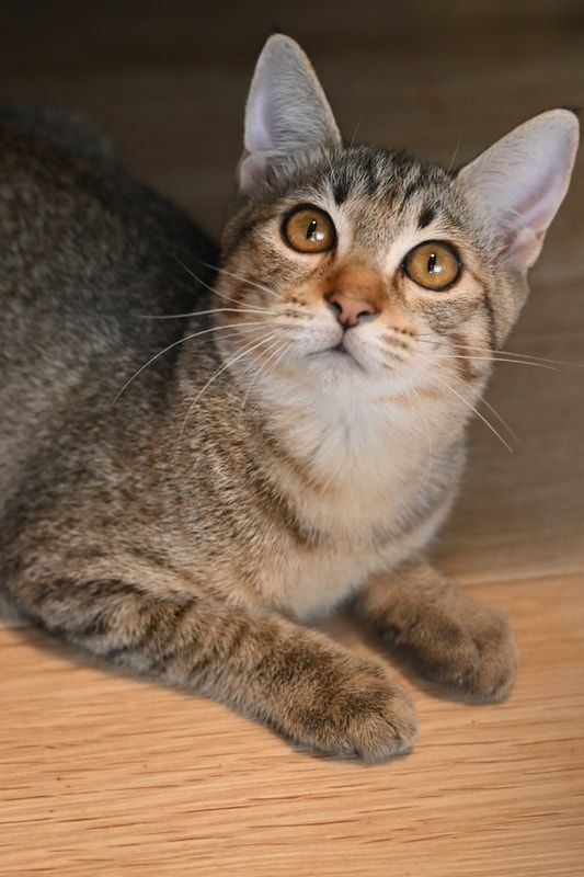 A cat is laying on the floor and looking up at the camera.