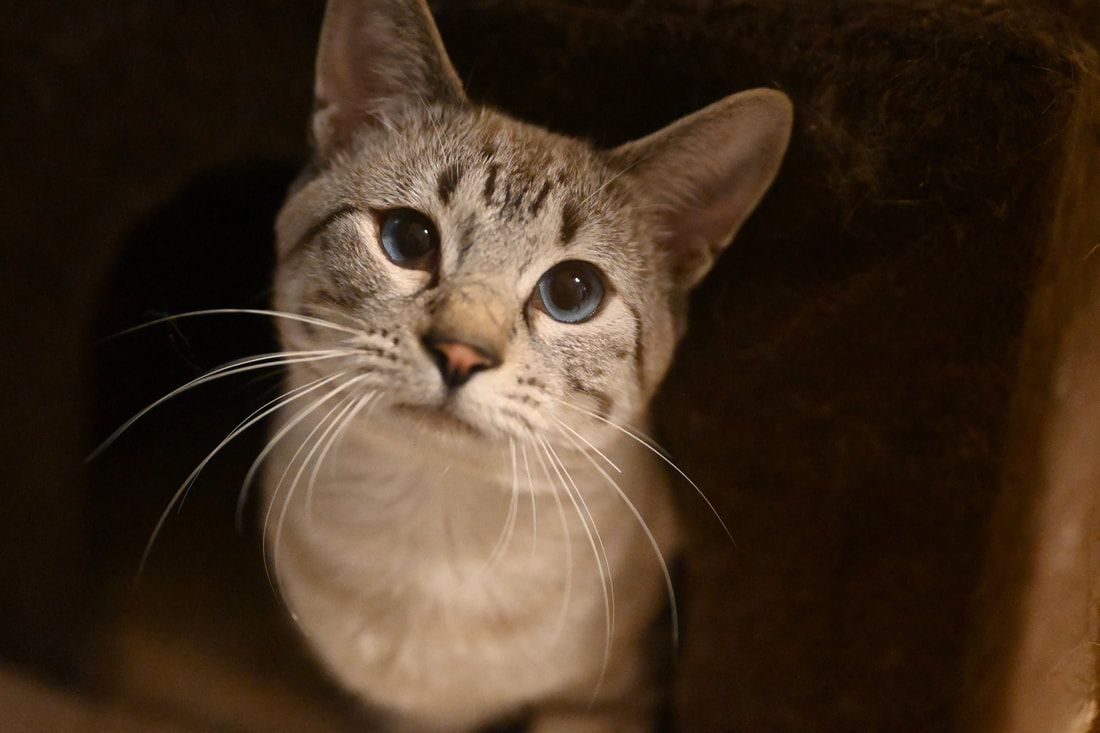 A close up of a cat looking up at the camera.