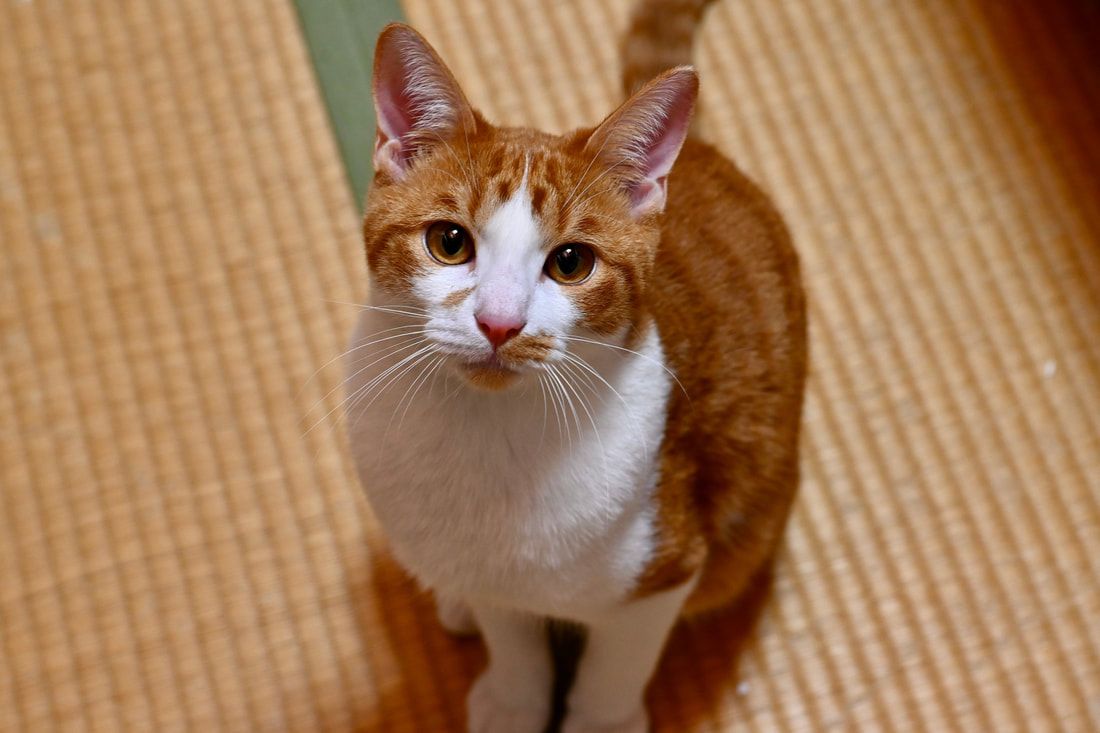 A close up of an orange and white cat looking up at the camera.