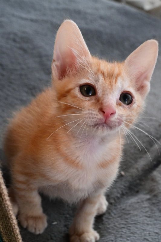 A small orange and white kitten is sitting on a blanket and looking at the camera.
